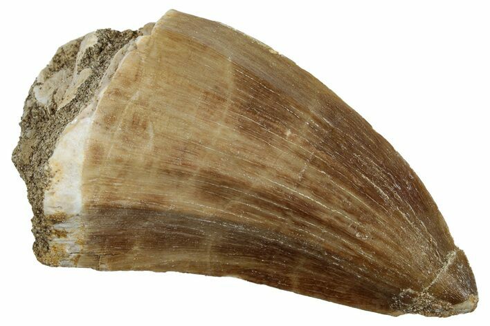 Fossil Mosasaur (Mosasaurus) Tooth - Morocco #261849